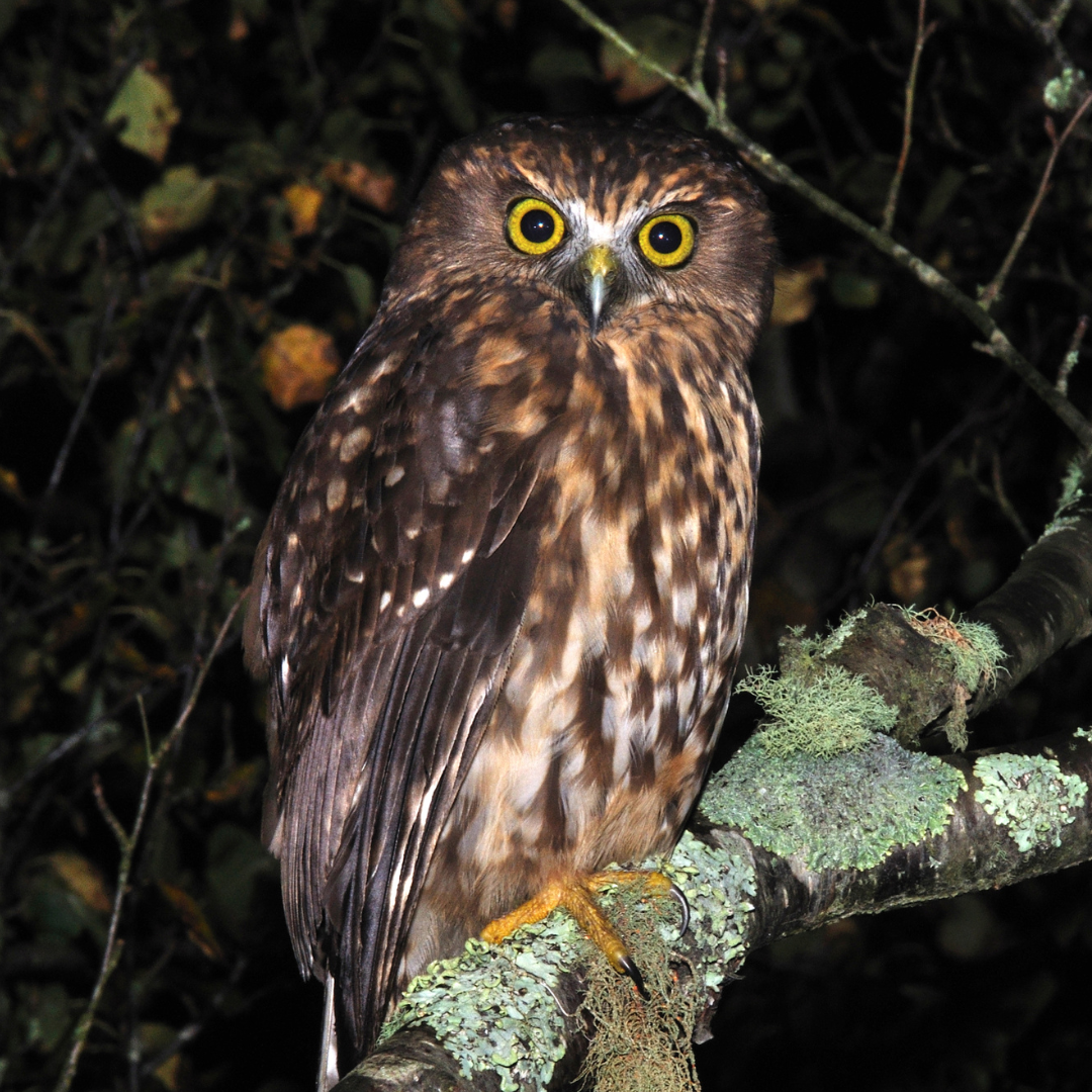 Morepork