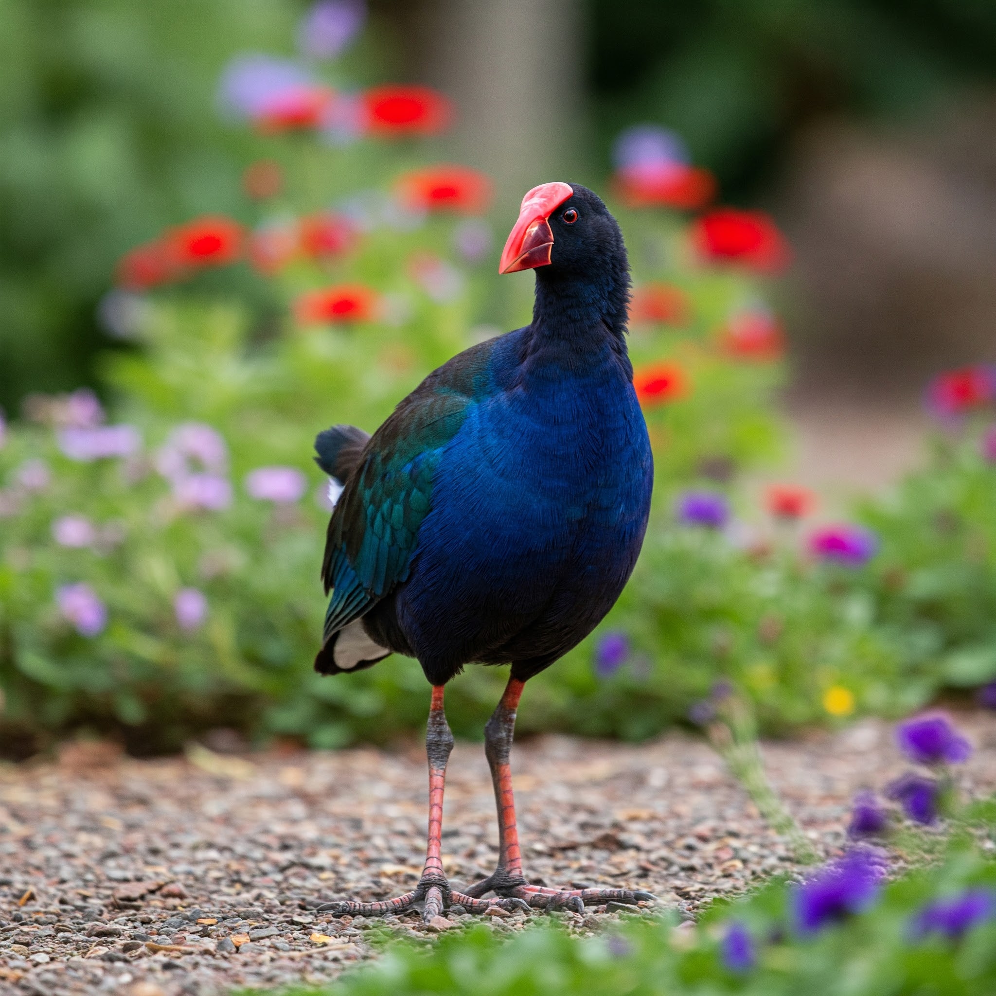 Pūkeko